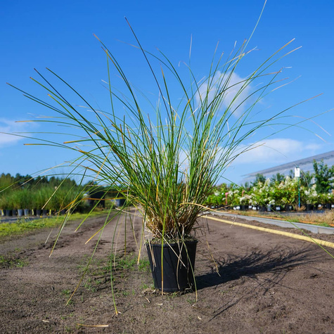 Turzyca palmowa (C2)