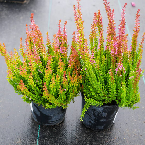 Wrzos pospolity Skyline Monaco