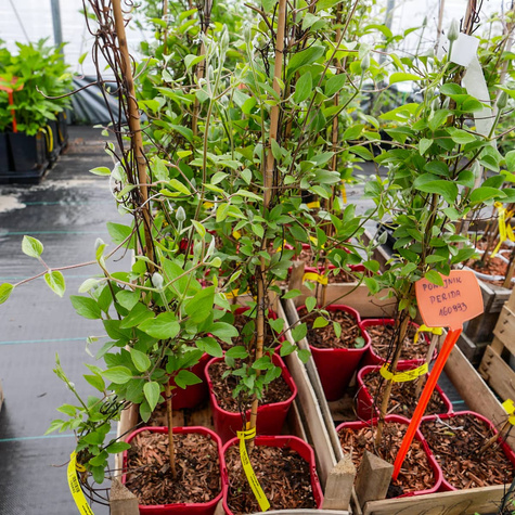 Powojnik wielkokwiatowy Perida