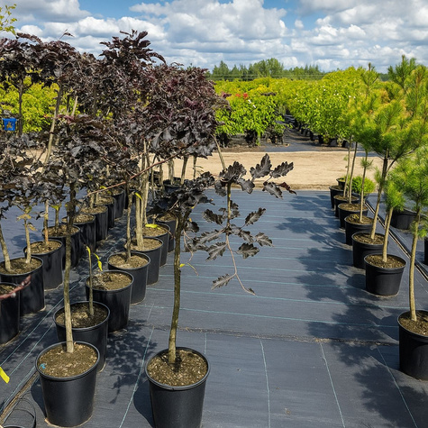 Buk pospolity zwyczajny Rohan Weeping (C2)