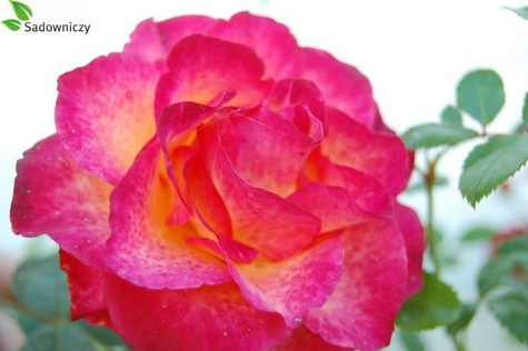 Róża na pniu Fioletowa Pachnąca