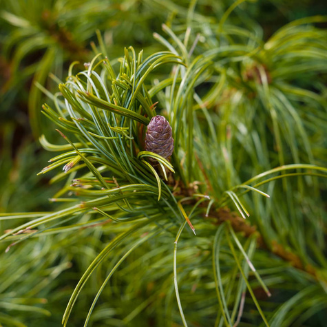 Sosna wejmutka Tiny Curls