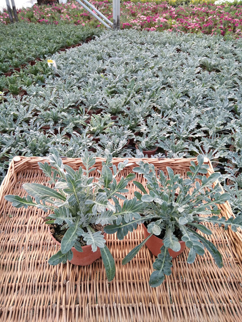 Gazania Srebrne Liście Kwiaty Otwarte w dzień Zamknięte noc "Śpiochy" Mix kolorów SADZONKA