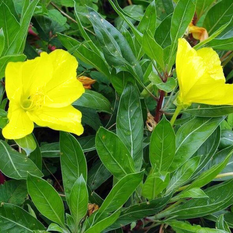 Wiesiołek ozdobny missouryjski Oenothera macrocarpa (C2)