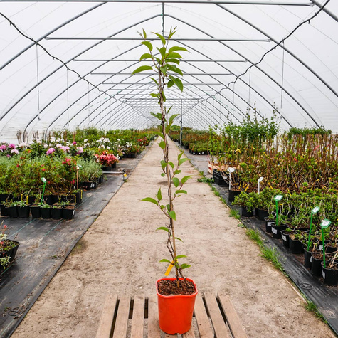 MINI KIWI Aktinidia ostrolistna Purpurna Sadowa żeńska