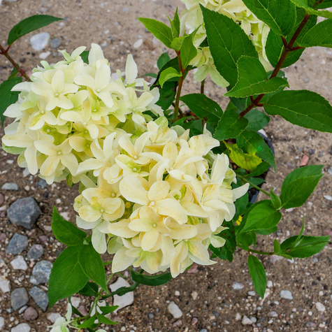 Hortensja bukietowa Skyfall (P9)