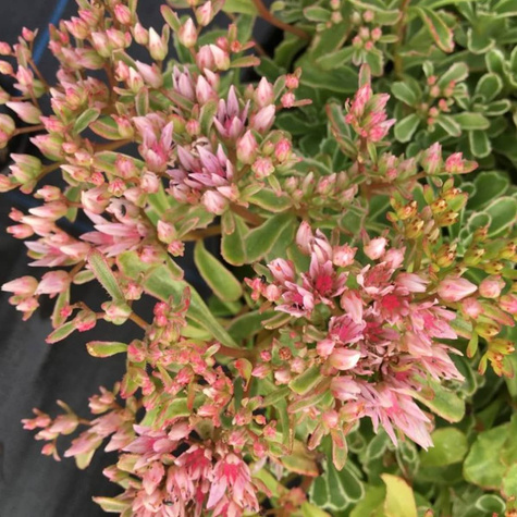 Rozchodnik kaukaski Tricolor (C2)