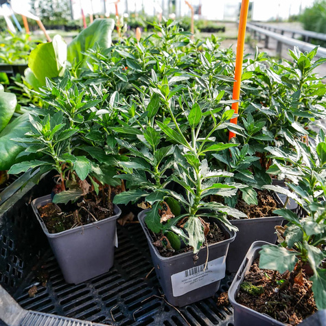 Aster żeniszkowaty Asmo (C2)