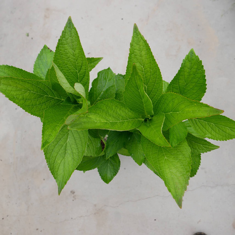 Hortensja ogrodowa Mariesii Perfecta (C2)