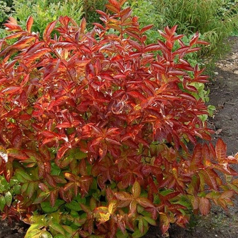 Krzewuszka cudowna Wings of fire (C2)