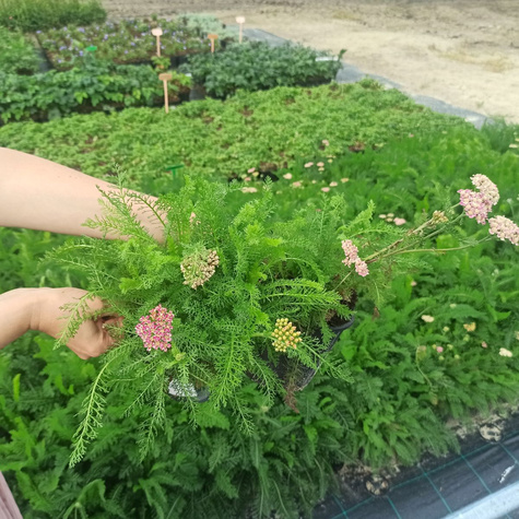 Krwawnik pospolity Cerise Queen (C2)