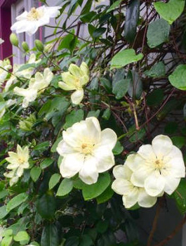 Powojnik Clematis wielkokwiatowy Guernsey Cream