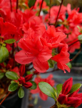 Azalia japońska Signalgluhen (C2)