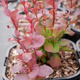 Berberys thunberga Red Pillar (C1.7)