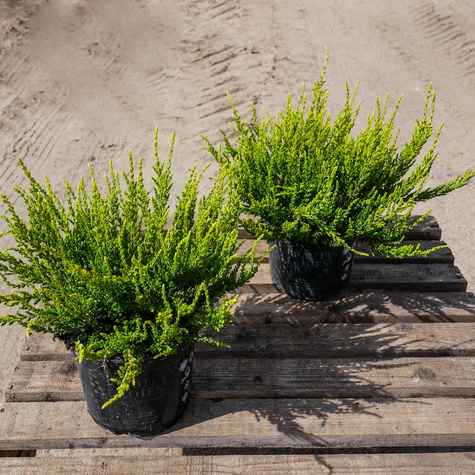 Zestaw 6 x Wrzos pospolity mix kolorów sadzonki