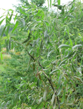 Wierzba babilońska Ural (C2)