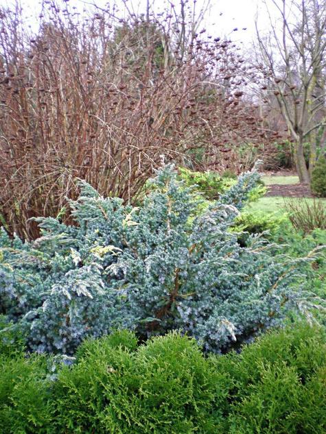 Jałowiec łuskowaty Golden Flame białe plamki
