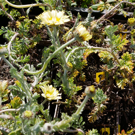 Rumian Susanna Mitchell (P9)