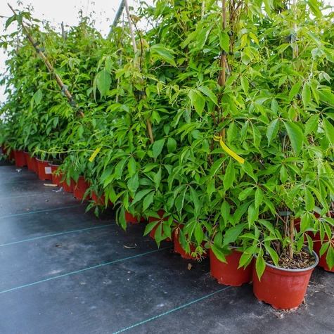 Winobluszcz pięciolistkowy