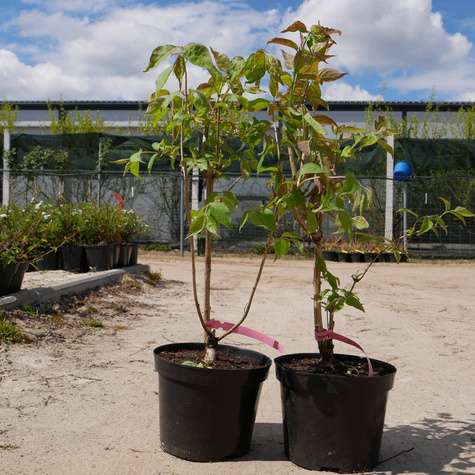 Suchodrzew Maacka (C2)