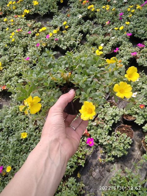 Portulaka zwisająca żółta