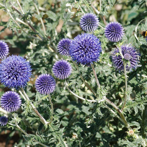 Przegorzan pospolity