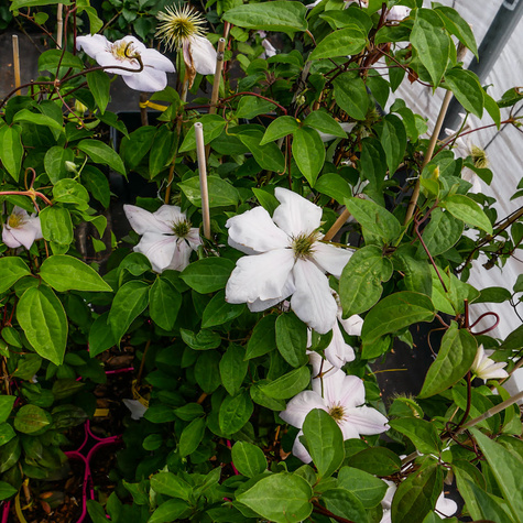 Powojnik Clematis 'Innocent Blush'