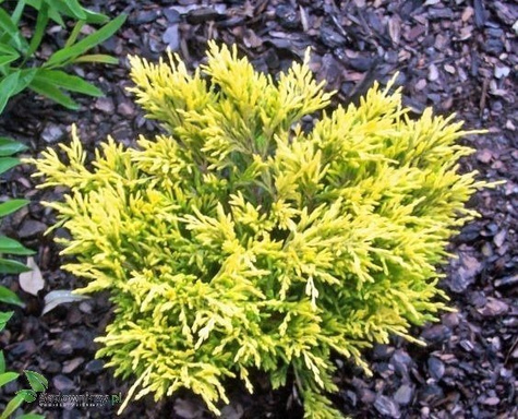 Jałowiec płożący Lime Glow (C2)