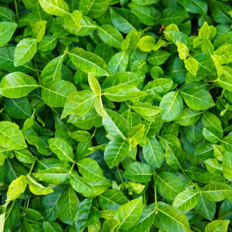 Trzmielina Fortune'a Coloratus (C2)