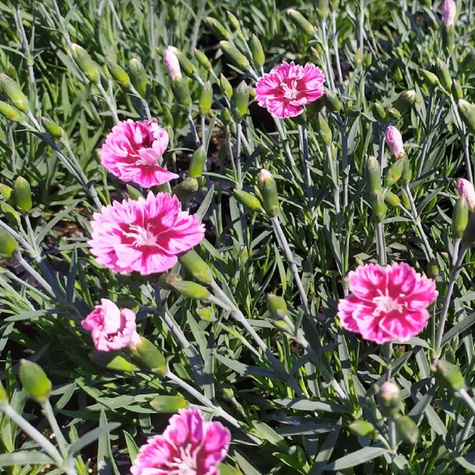 Goździk ogrodowy Supernova