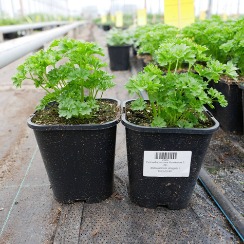 Pietruszka naciowa Mooskrause 2 (C2)