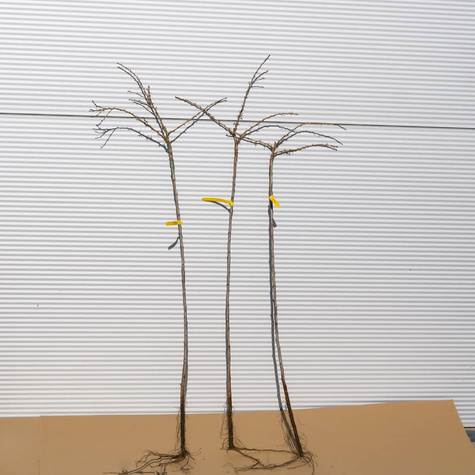 Agrest czerwony Rokula na pniu Plant Pack