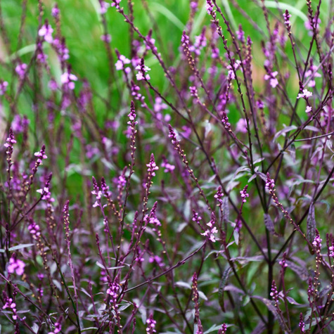 Werbena pospolita Bampton (C2)