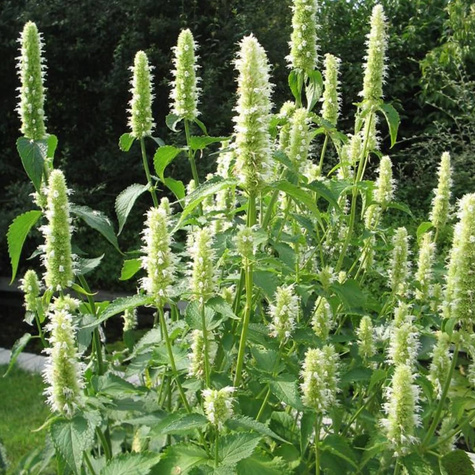 Kłosowiec anyżowy Mięta koreańska Alabaster (C2)