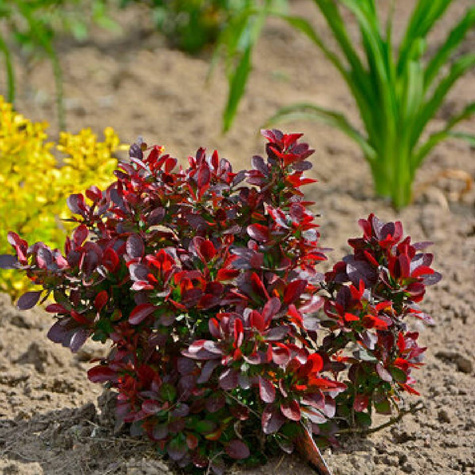 Berberys thunberga Lutin Rouge (C2)