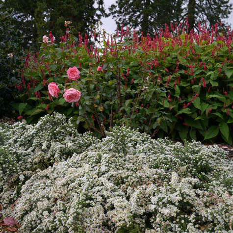 Aster wrzosolistny Snow Flurry biały płożący