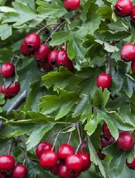 Zestaw Głóg Przyjazny Dla Ptaków Żywopłot 10 Metrowy Plant Pack