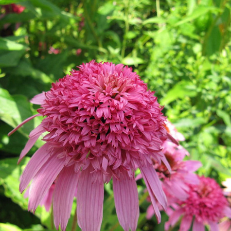 Jeżówka Southern Belle Karmazynowa (C2)