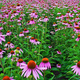 Rudbekia purpurowa różowa 0,5g