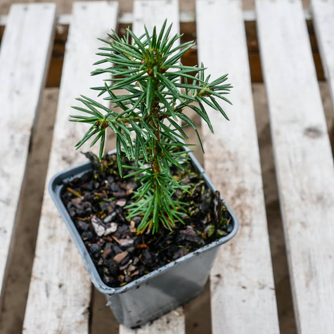 Jodła balsamiczna P9