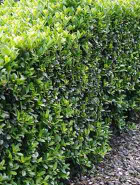 Ostrokrzew bukszpanowy karbowanolistny (C2)