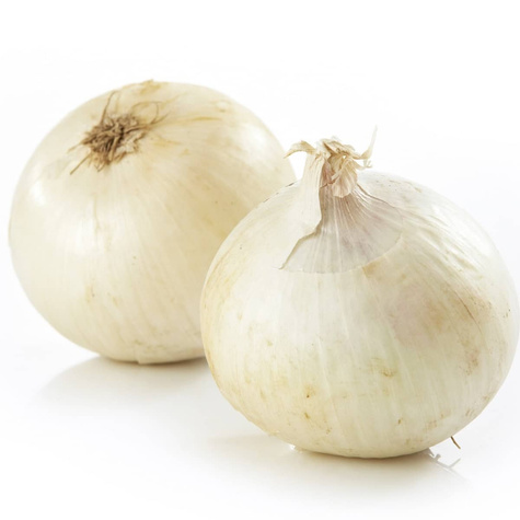 Cebula biała Alibaba średniowczesna 500g