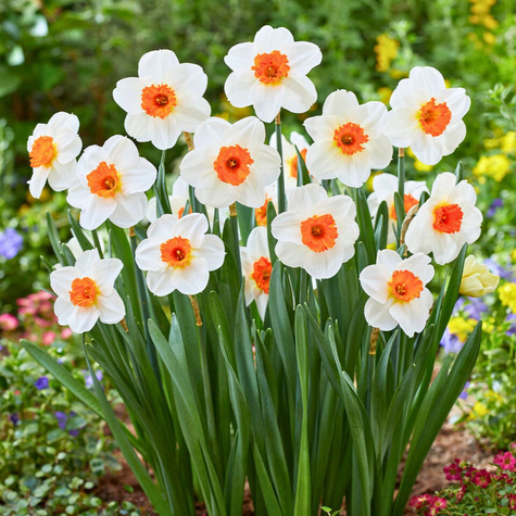 Narcyz wielkoprzykoronkowy Barret Browing