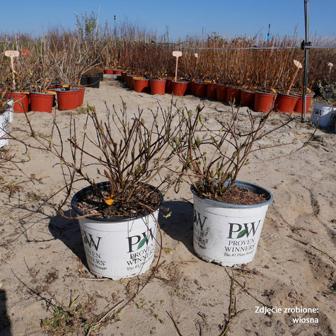 Żylistek karłowy Yuki Snowflake (C2)