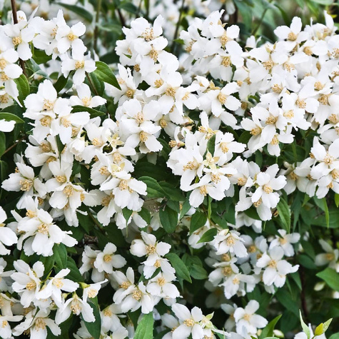 Jaśminowiec Lemoinei (C2)