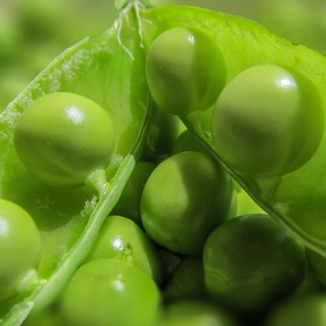 Groch cukrowy bezwyściółkowy Iłówiecki 50g