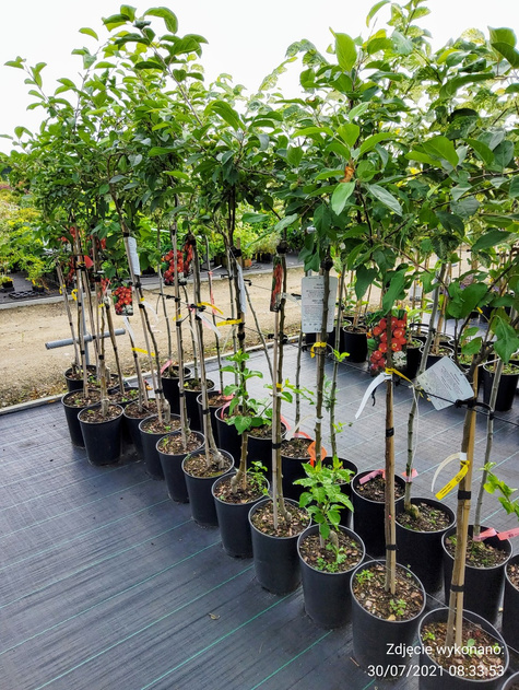 Wiąz Variegata szczepiony na pniu