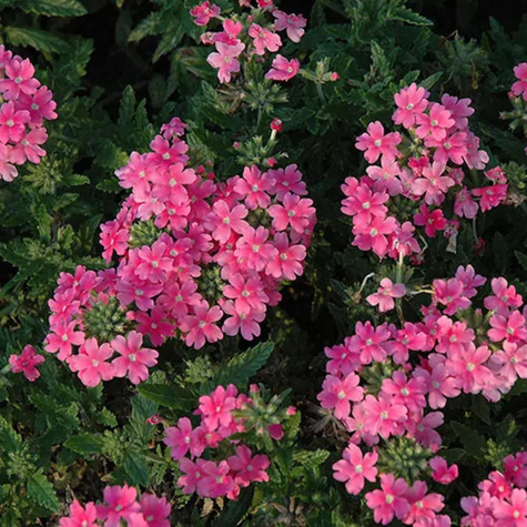 Werbena kanadyjska Veracity Rose (C2)