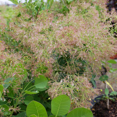 Perukowiec podolski Young Lady Puszysty Krzew (C2)