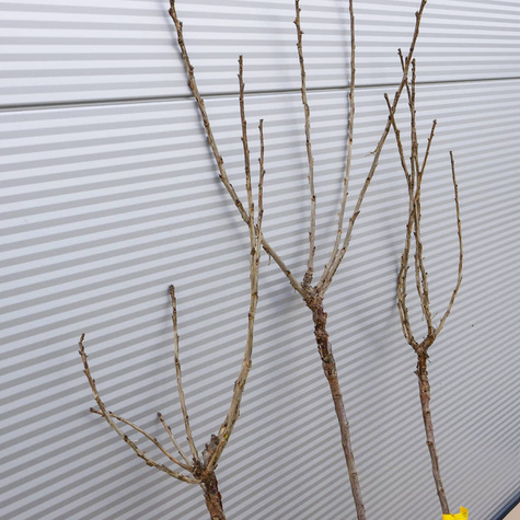 Porzeczka biała na pniu Plant Pack